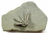 Fossil Crinoid (Scytalocrinus) - Crawfordsville, Indiana #371576-1